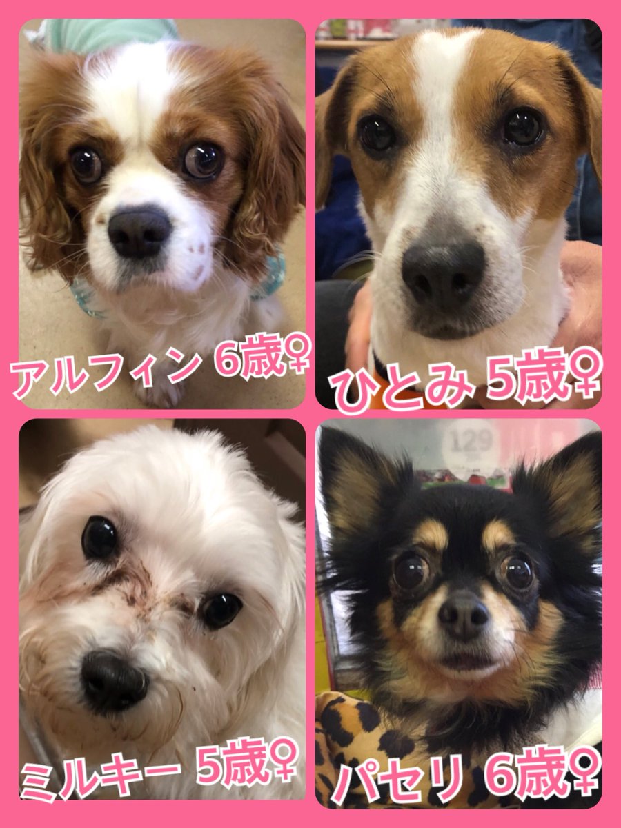 🐾今日の里親様募集中ワンコ🐶メンバーです🐾2019,4,7